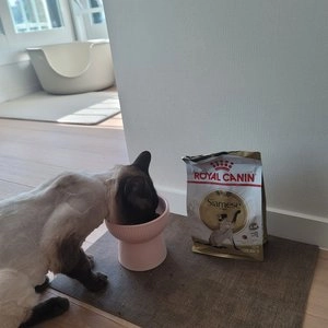 로얄캐닌 캣 샴 4kg 근건강유지  베스트 후기 이미지