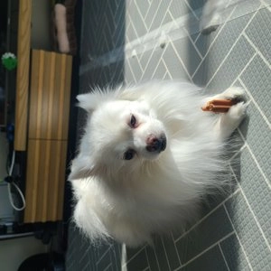 메디코펫 데일리 덴탈바 조인트 16g*14p 베스트 후기 이미지