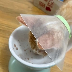 지위픽 캣 사슴고기 캔 85g 베스트 후기 이미지