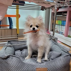 호랑이 독 닭가슴살 소프트 스틱 300g 베스트 후기 이미지