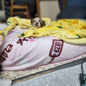 마약방석 스테이 브라운 베스트 후기 이미지