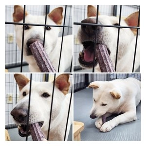 슈퍼포우 독 덴탈 오래츄 XS-L 베스트 후기 이미지