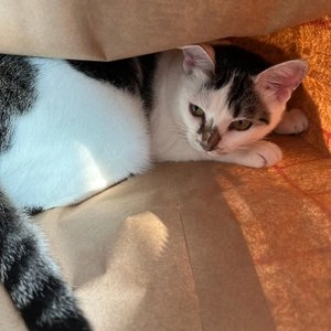 [무료배송][2개] 집사일기 땅콩과자 바스락 종이 숨숨집 베스트 후기 이미지