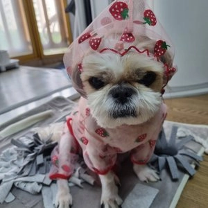 [무료배송] 댕숩 해충방지 망사올인원 곰돌이/데이지/딸기/당근 S-XL 베스트 후기 이미지