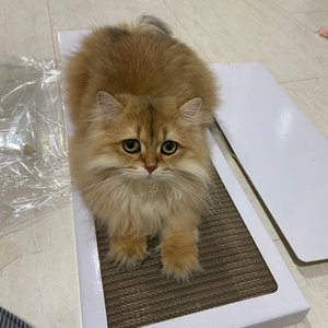 베스트 후기 이미지