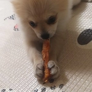 [웰컴딜] 프레스키 독 터키츄 칠면조 힘줄 하드본 S 베스트 후기 이미지