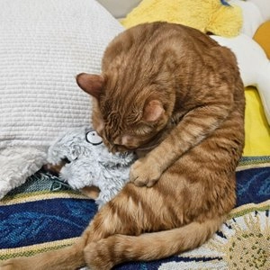 펫케어 흐리멍텅 동물원 코끼리 베스트 후기 이미지