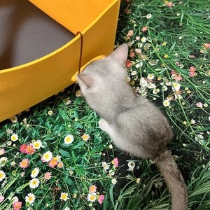 고양이섬 치즈만두 놀이터널 베스트 후기 이미지