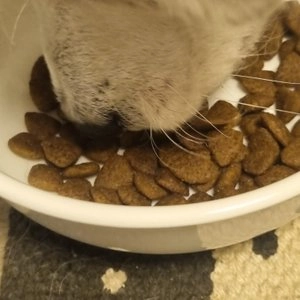 네츄럴코어 독 에코1 하이포 알러제닉 중간알갱이 6kg 베스트 후기 이미지