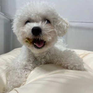 [2개] 메디멀 독 치카잼 관절 대용량 25p 베스트 후기 이미지