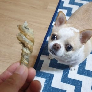 그래니스 독 트위스트 스틱 명태 50g 베스트 후기 이미지