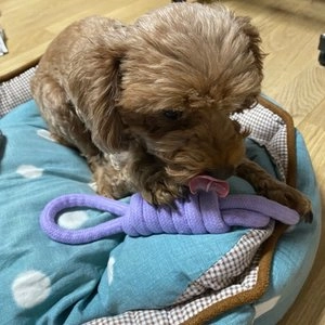 펫톤 꽈배기 플라잉스틱 터그토이 퍼플 베스트 후기 이미지