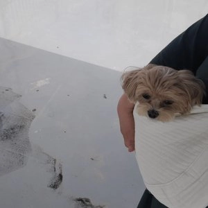 펫홀릭 코지 슬링백 S/M 베스트 후기 이미지