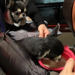 펫프굿즈 내새꾸 폴딩그릇 베스트 후기 이미지