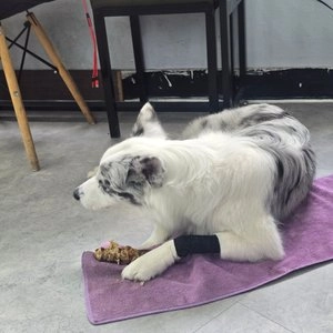 와일드라이프 독 홀스스틱 말갈비 100g 베스트 후기 이미지