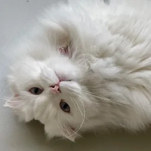 베스트 후기 이미지