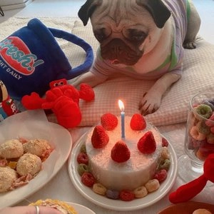 [무료배송] 오간식 독 생일파티 생일맛보기 세트 베스트 후기 이미지