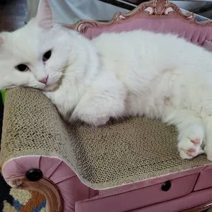 베스트 후기 이미지