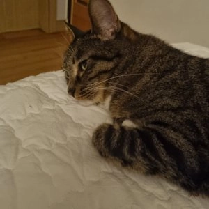 미오 크리미 캣 참치 15g*96p 베스트 후기 이미지