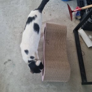 펫톤 인피니티 소파스크래쳐 라벤더 베스트 후기 이미지