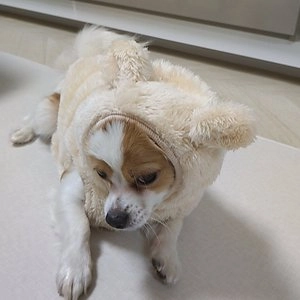 [무료배송] 도그아이 곰후드 베스트 S-2XL 베스트 후기 이미지