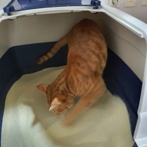 가필드 천연 카사바 고양이 모래 그린 4.55kg 베스트 후기 이미지