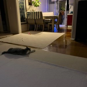 멍냥이랑 캣플릭스 초대형 베스트 후기 이미지