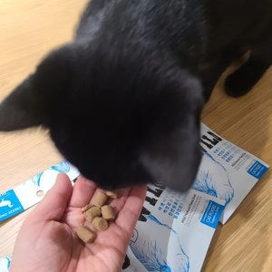 [사료샘플] 에프디와일드 캣 동결건조 오리 10g 베스트 후기 이미지