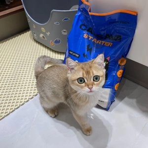 퍼펙트 배변용품 9종 [모음] 베스트 후기 이미지