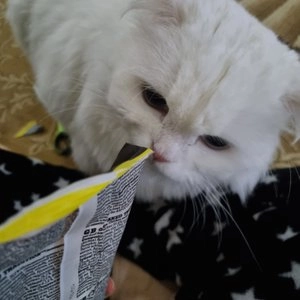 [NEW신상]오븐베이크 캣 신선한 순살치킨 어덜트 레시피 4.54kg 베스트 후기 이미지