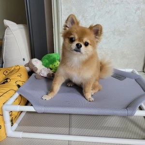 [무료배송] 올치 고잉 캠핑 해먹 그레이/카키 베스트 후기 이미지