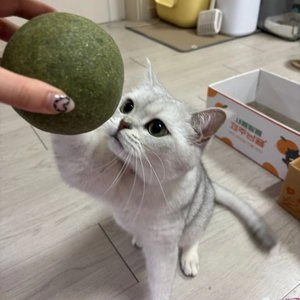 3651 대왕 캣닢볼 10cm 베스트 후기 이미지