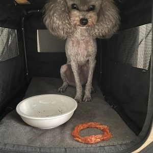 [웰컴딜] 프레스키 독 터키츄 칠면조 힘줄 하드링 S 베스트 후기 이미지