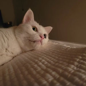 로마샌드 베이직 6kg 베스트 후기 이미지