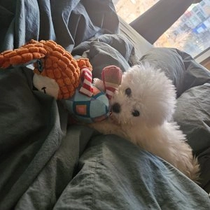 [무료배송] 네오짱 삑삑이&바스락 인형 장난감 3종 베스트 후기 이미지