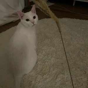 캐티맨 억새풀 소 베스트 후기 이미지