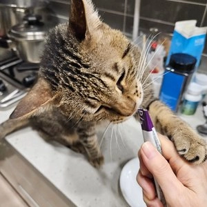 시그니처바이 캣 P/a 복약지도 대용량 스틱 10g*30p 베스트 후기 이미지