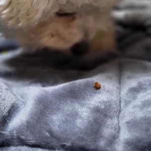 [설특가]더텐 독 소프트 반건조 인섹트&알러지 3kg 베스트 후기 이미지