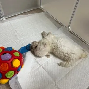 베스트 후기 이미지