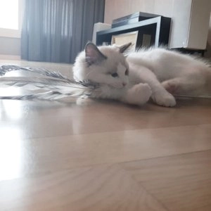 [무료배송] 쥬아펫 1m 쓰리닭 베스트 후기 이미지