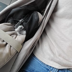 [무료배송] 마이플러피 독 이동가방 히든백 베이지 베스트 후기 이미지