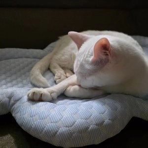 [무료배송] 포우타운 구름 쿨매트 방석 S/M/L 베스트 후기 이미지