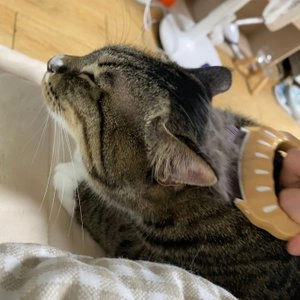 펫홀릭 쓰담빗 1p 베스트 후기 이미지