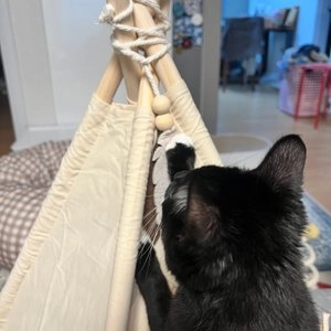 [웰컴딜] 반려일상 논슬립 인디언텐트 옐로우/화이트 베스트 후기 이미지