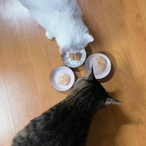 이나바 캣 챠오 츄르 참치&가다랑어 버라이어티 14g*40p 베스트 후기 이미지