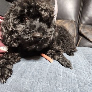 [창고대방출] 브리더랩 독 롱롱 고기스틱 연어 24g 베스트 후기 이미지