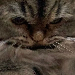 펫투스케어 칫솔 레드 1p 베스트 후기 이미지