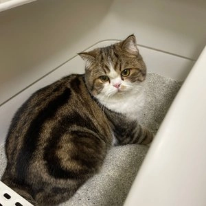 샌드바이블 무향 6kg + 퍼펙트 카사바 어드밴스드 클럼프 4.54kg 베스트 후기 이미지