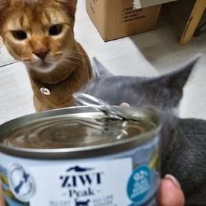 지위픽 캣 고등어&양고기 캔 85g 베스트 후기 이미지