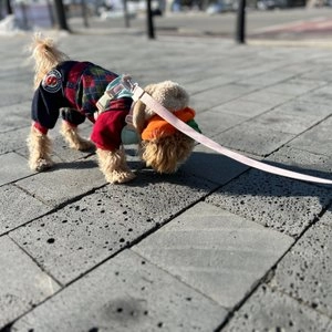 [무료배송] 도그아이 골덴올인원 S-2XL 베스트 후기 이미지